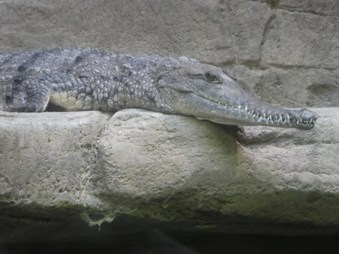 Australia: Wild Extremes; Freshwater Crocodile