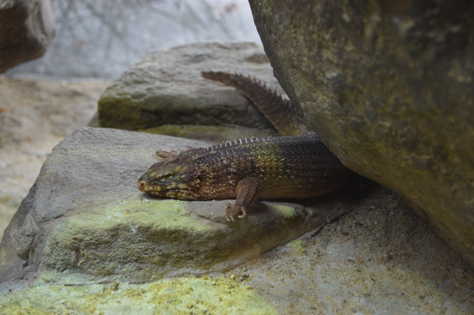 Australia: Wild Extremes - Hosmer's Spiny-tailed Skink (Egernia hosmeri)