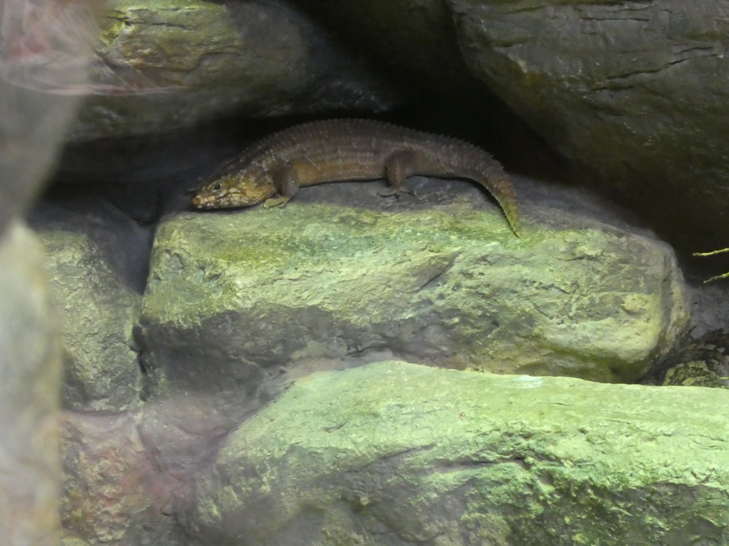 Australia: Wild Extremes; Hosmer's Spiny-tailed Skink