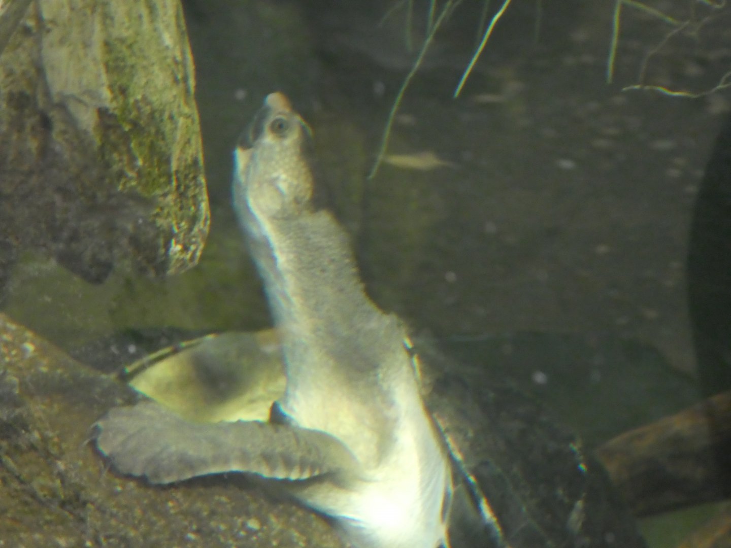 Australia: Wild Extremes; Kimberly Long-necked Turtle