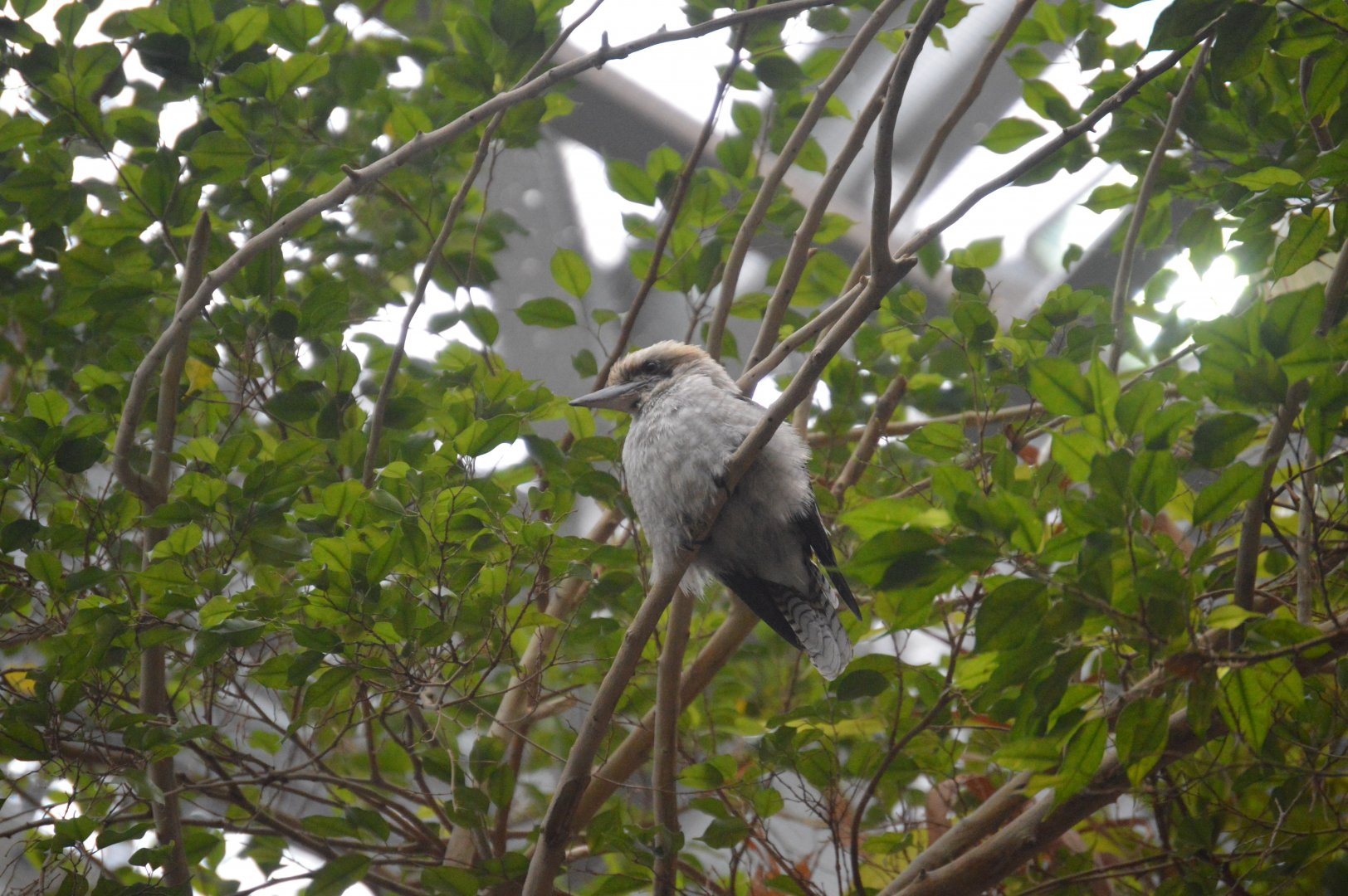 Australia: Wild Extremes - Laughing Kookaburra (Dacelo novaeguineae)