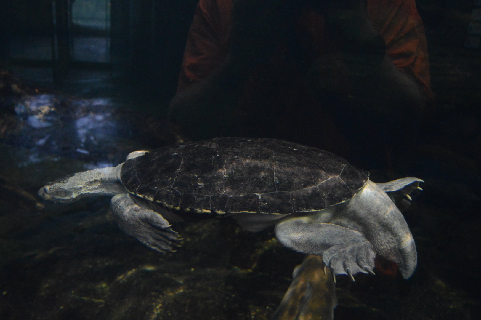 Australia: Wild Extremes - Mary River Turtle (Elusor macrurus)