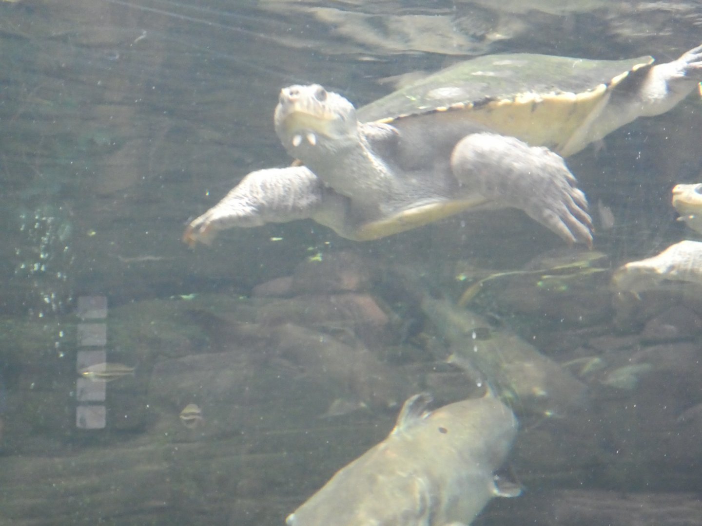 Australia: Wild Extremes; Mary River Turtle