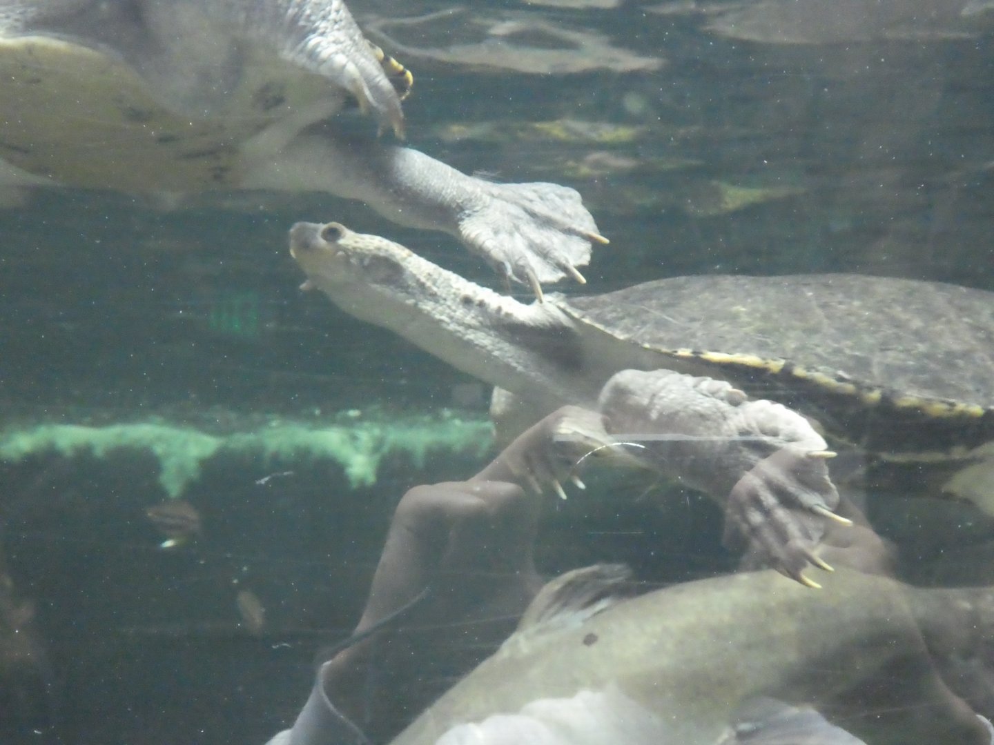 Australia: Wild Extremes; Mary River Turtle