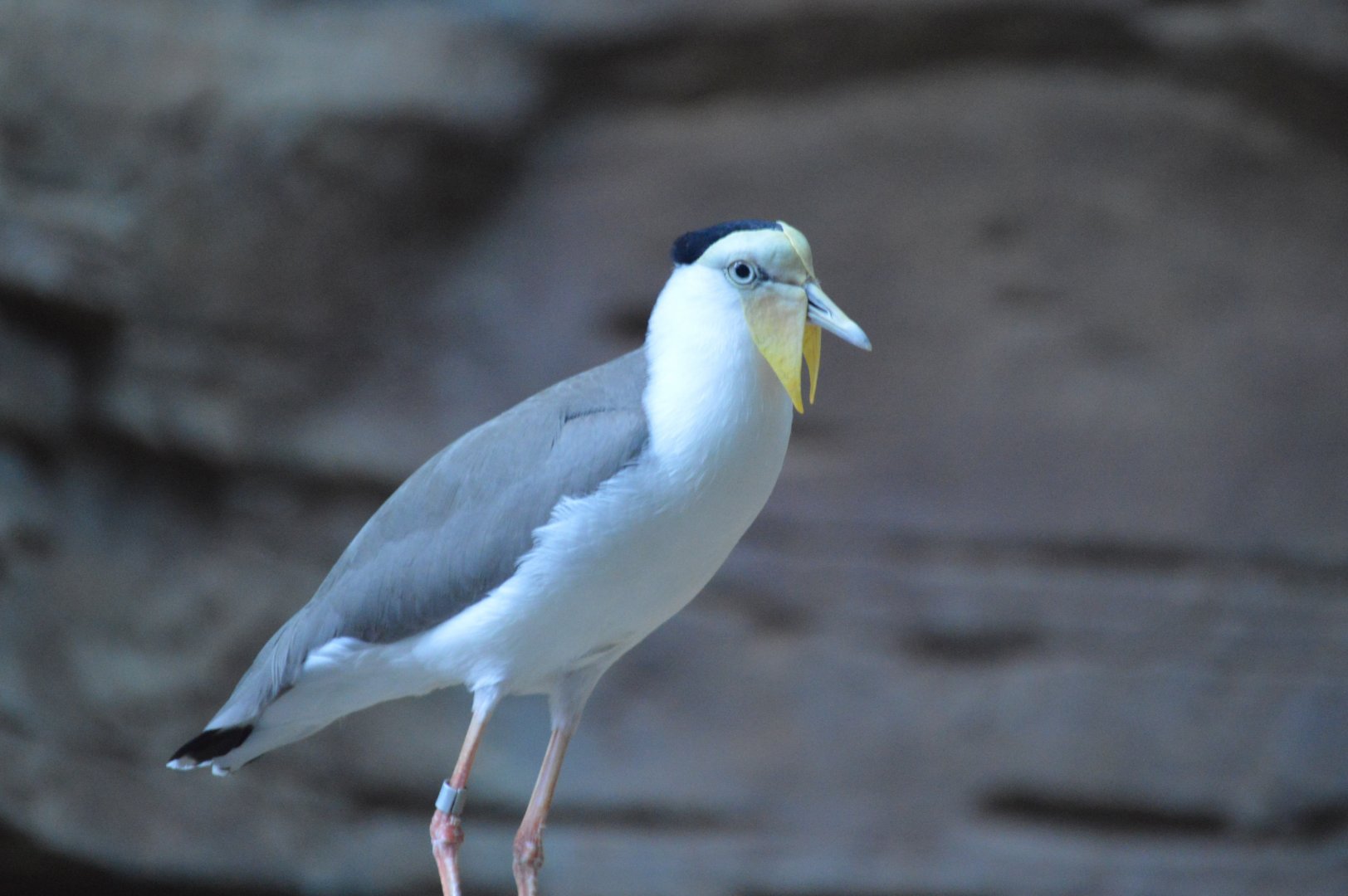 Australia: Wild Extremes - Masked Lapwing (Vanellus miles)