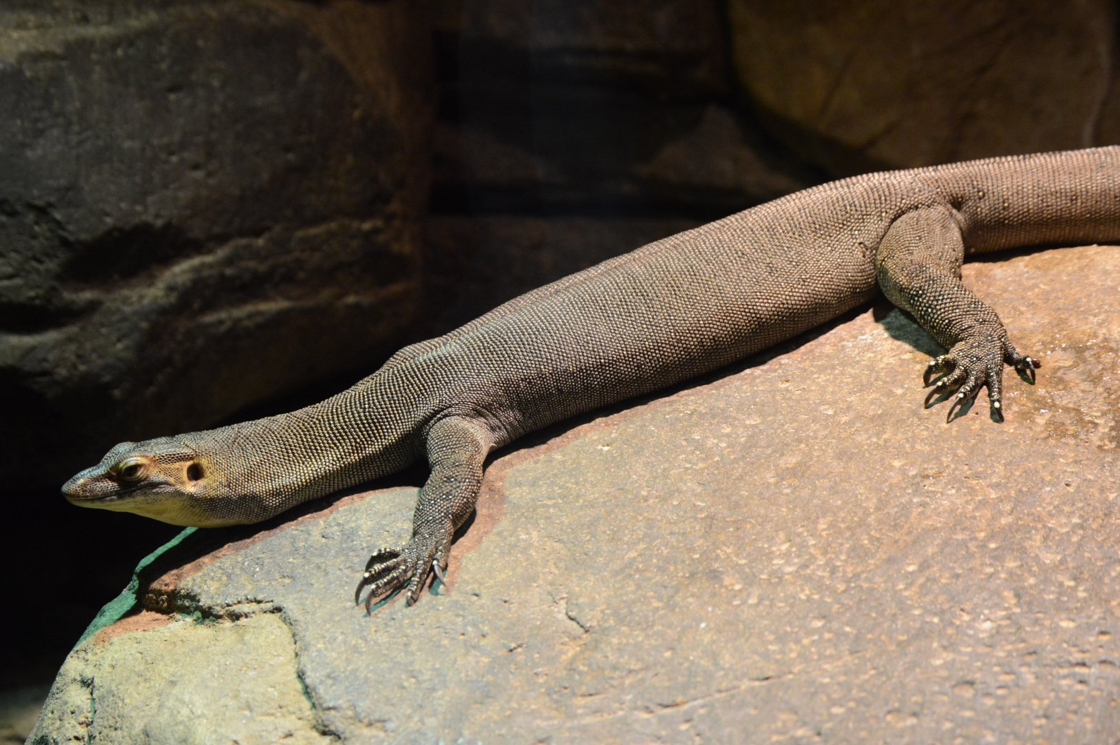 Australia: Wild Extremes - Mertens' Water Monitor (Varanus mertensi)