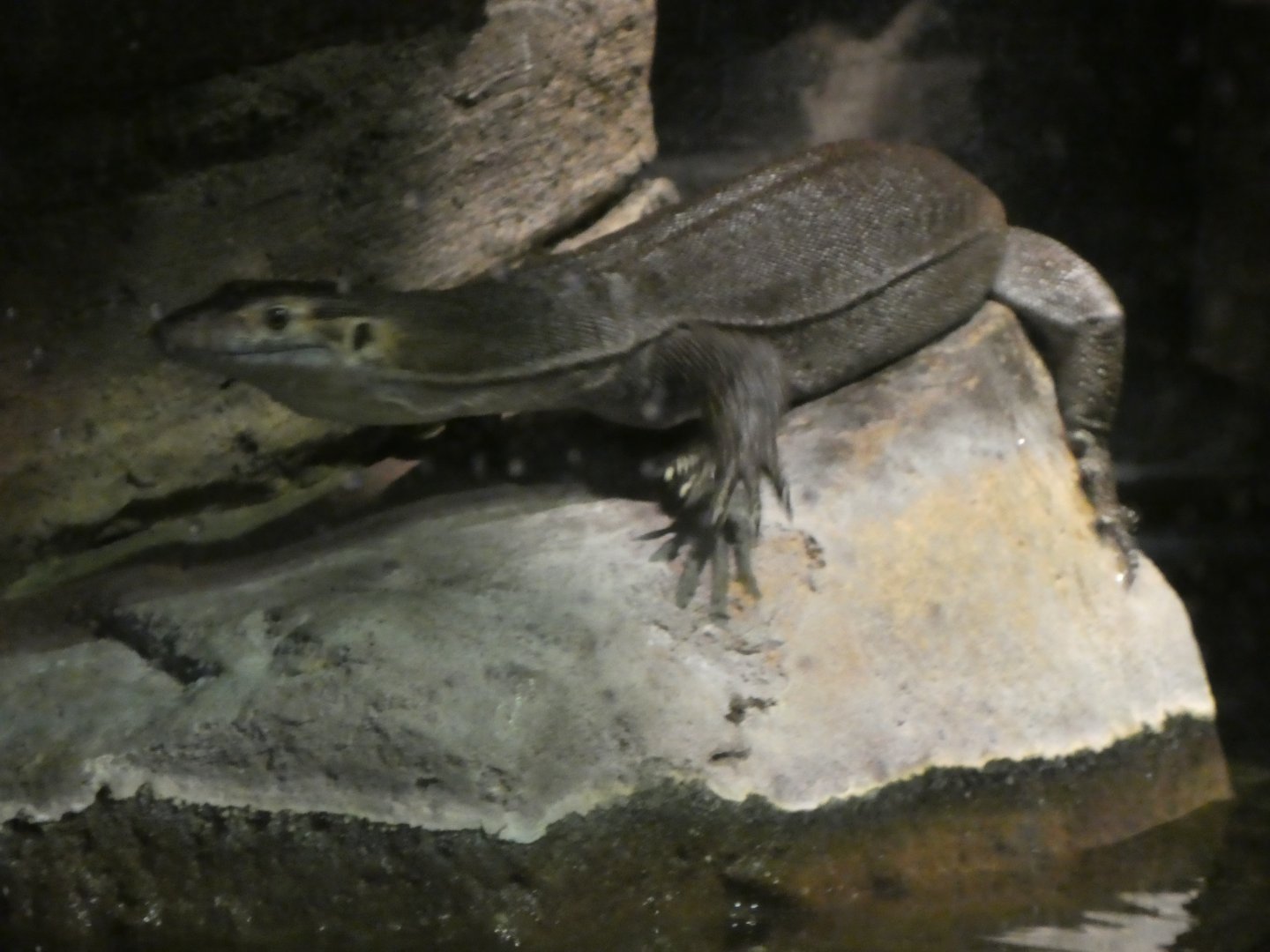 Australia: Wild Extremes; Merten's Water Monitor