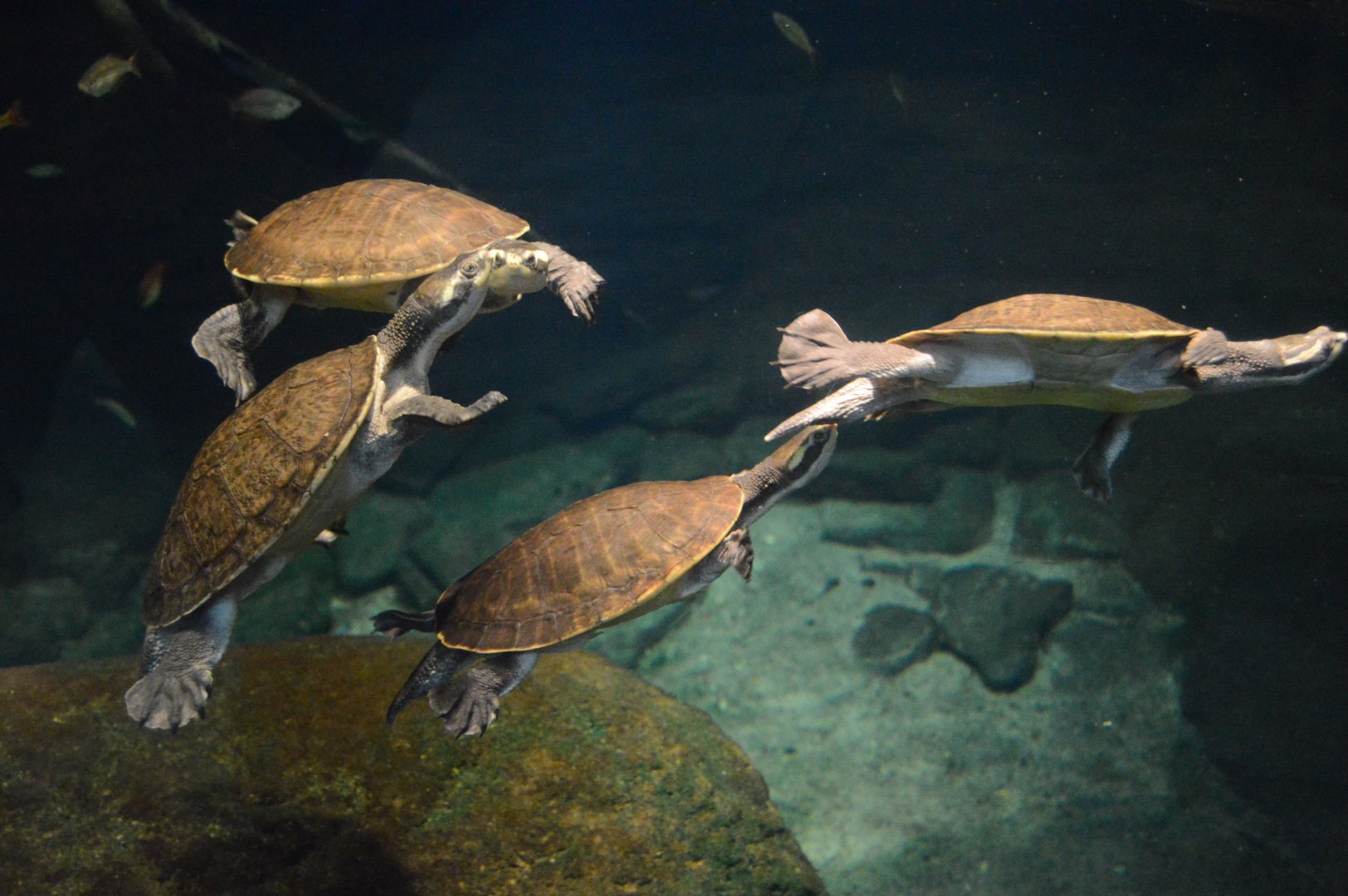 Australia: Wild Extremes - Northern Yellow-faced Turtles (Emydura tanybaraga)