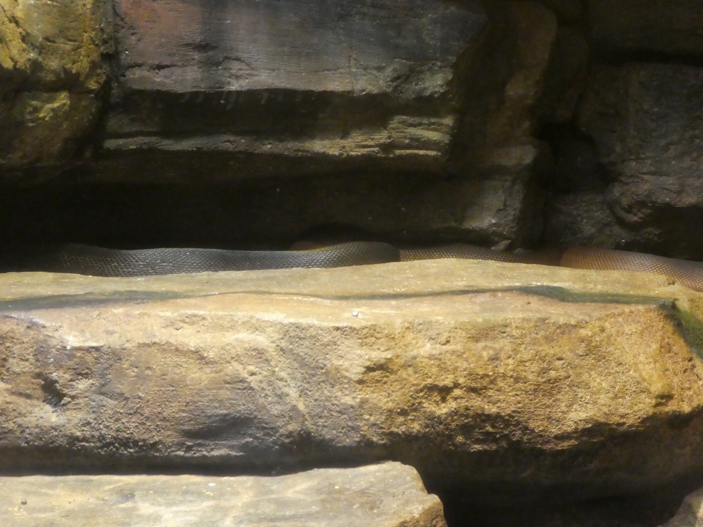 Australia: Wild Extremes; Olive Python (left), Water Python (right)