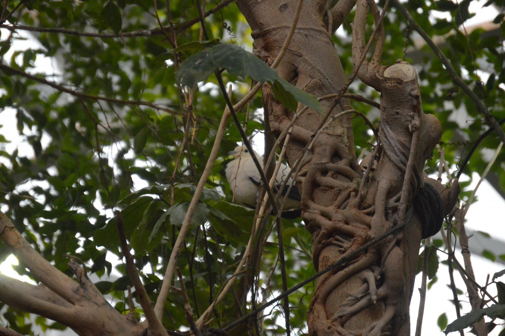 Australia: Wild Extremes - Pied Imperial Pigeon (Ducula bicolor)
