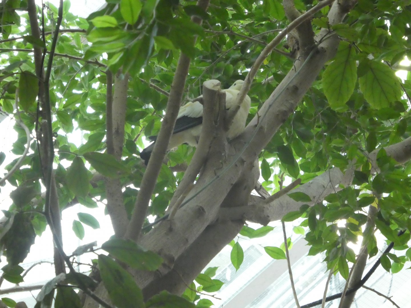Australia: Wild Extremes; Pied Imperial-Pigeon