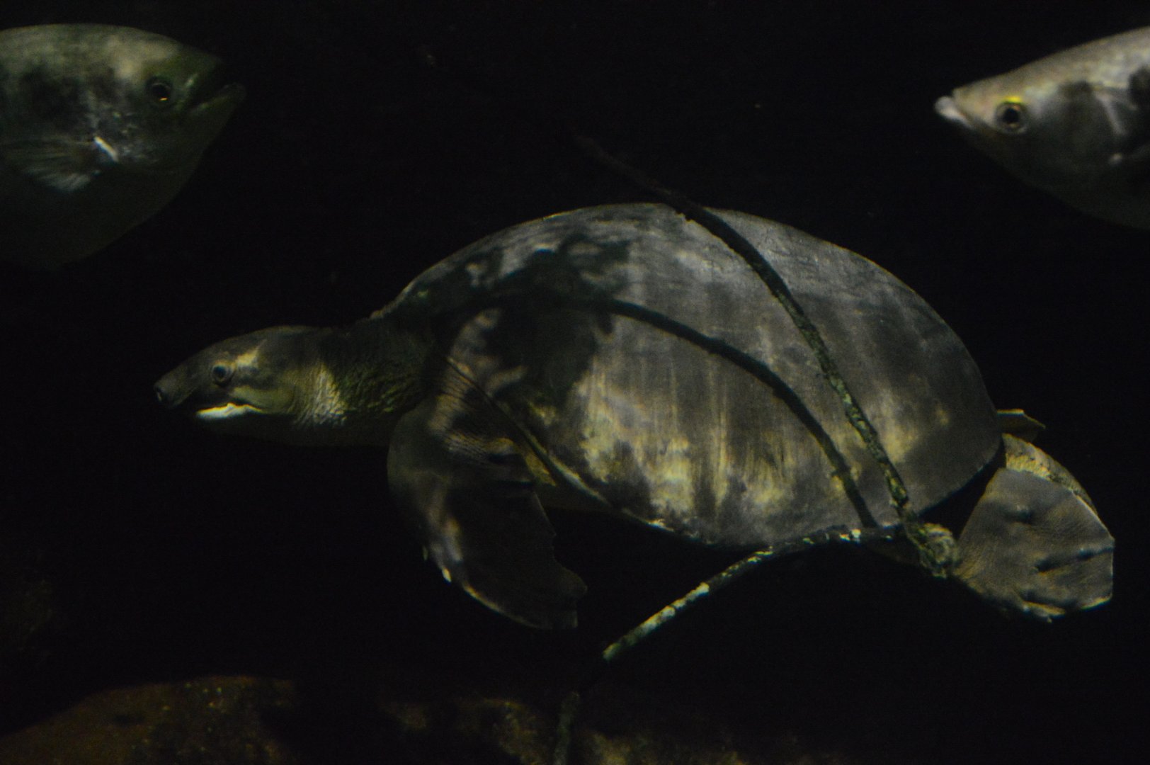 Australia: Wild Extremes - Pig-nosed Turtle (Carettochelys insculpta)