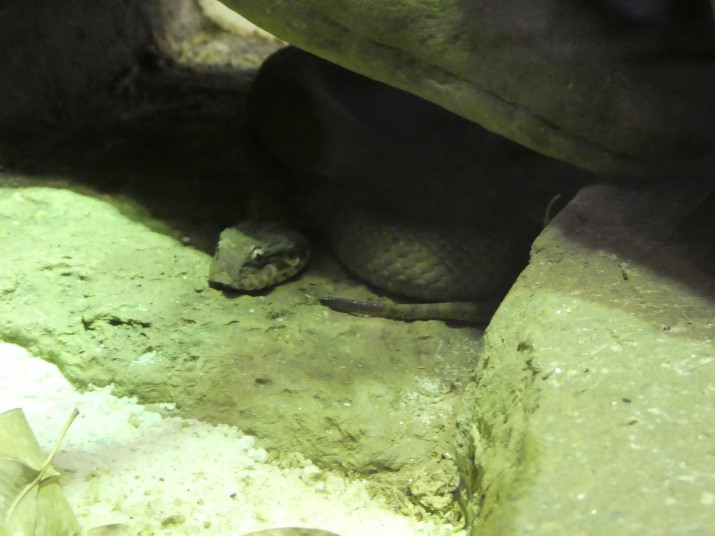 Australia: Wild Extremes; Plains Death Adder