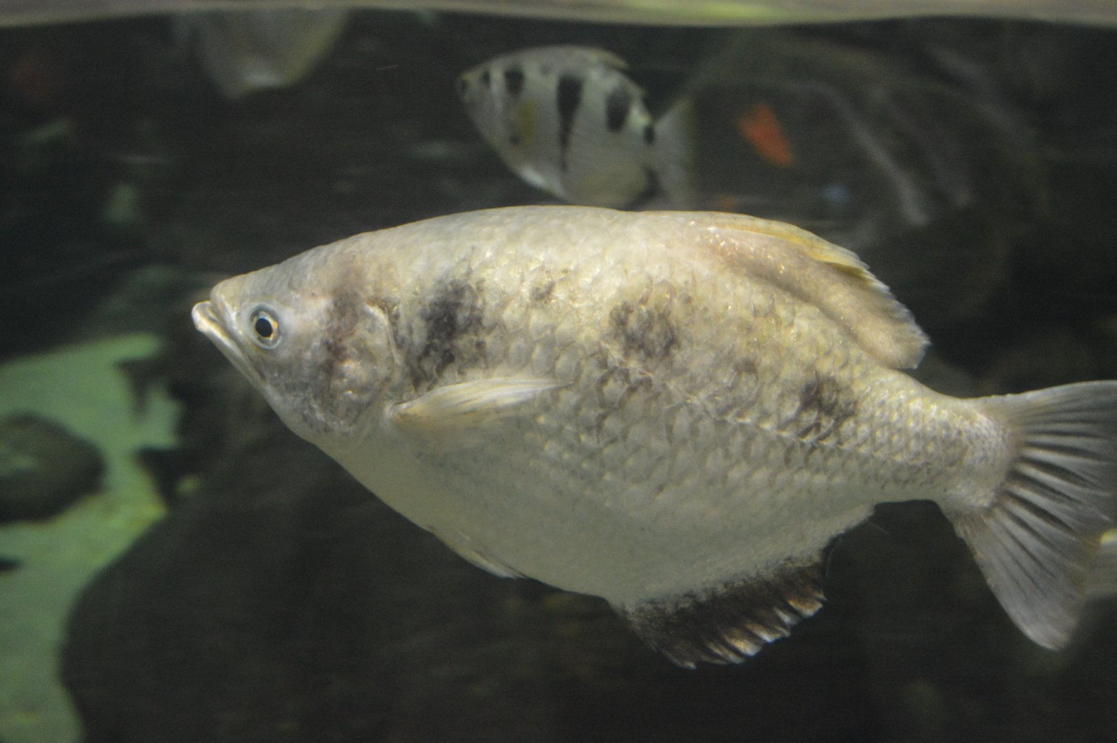 Australia: Wild Extremes - Spotted Archerfish (Toxotes chatareus) and Banded Archerfish (Toxotes jaculatrix)