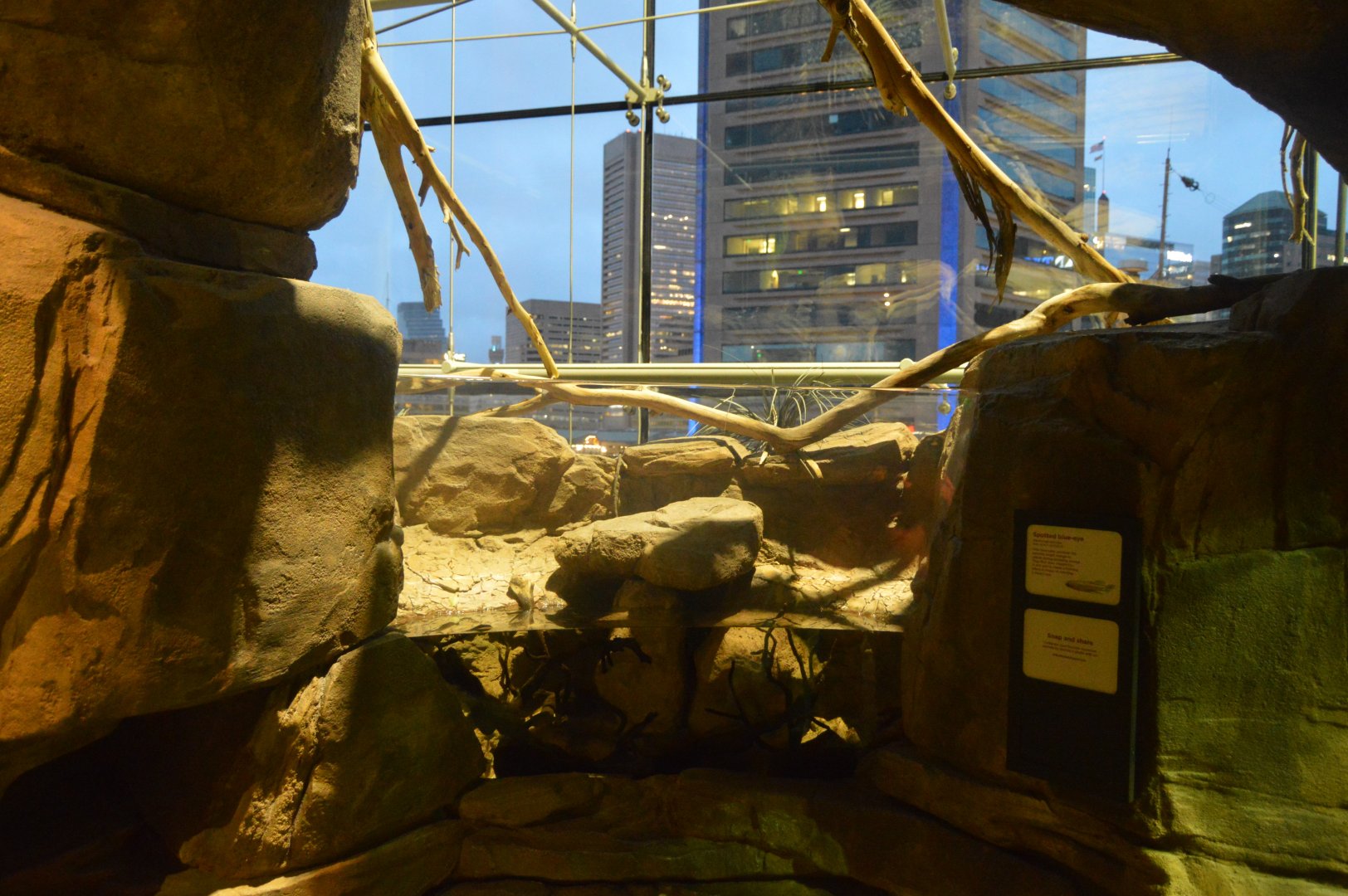 Australia: Wild Extremes - Spotted Blue Eye (Pseudomugil gertrudae) Exhibit