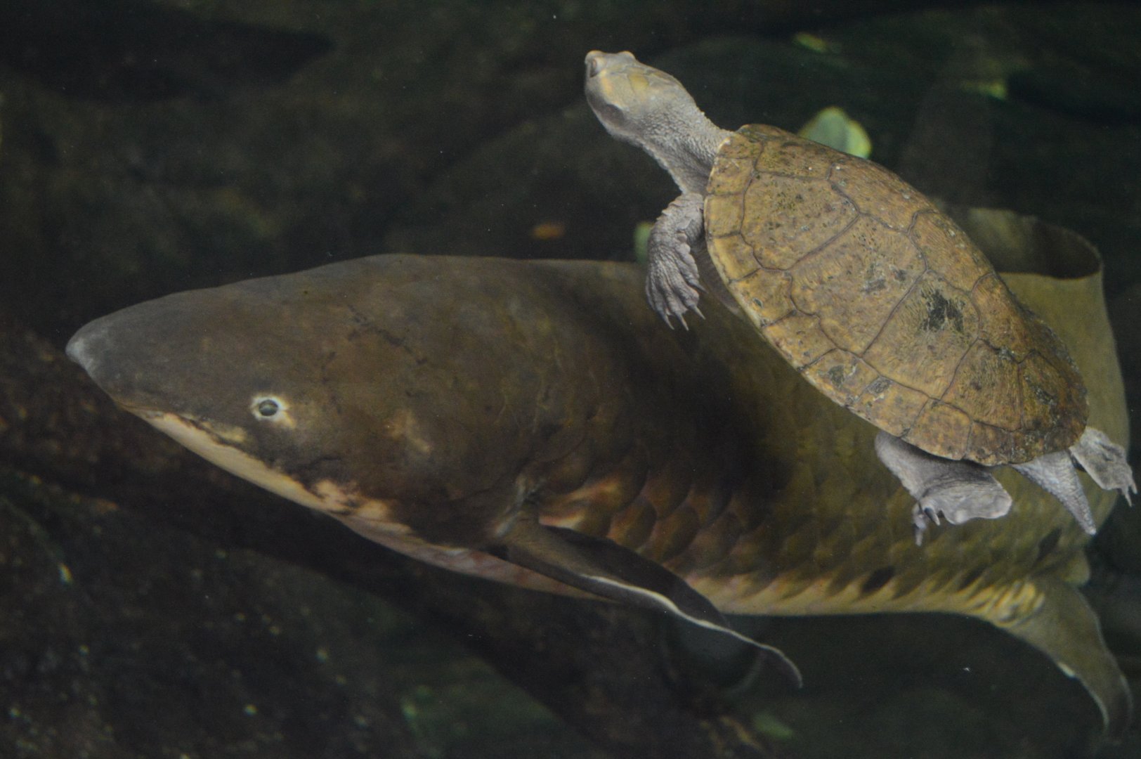 Australia: Wild Extremes - Victoria Short-necked Turtle (Emydura victoriae) and Australian Lungfish (Neoceratodus forsteri)