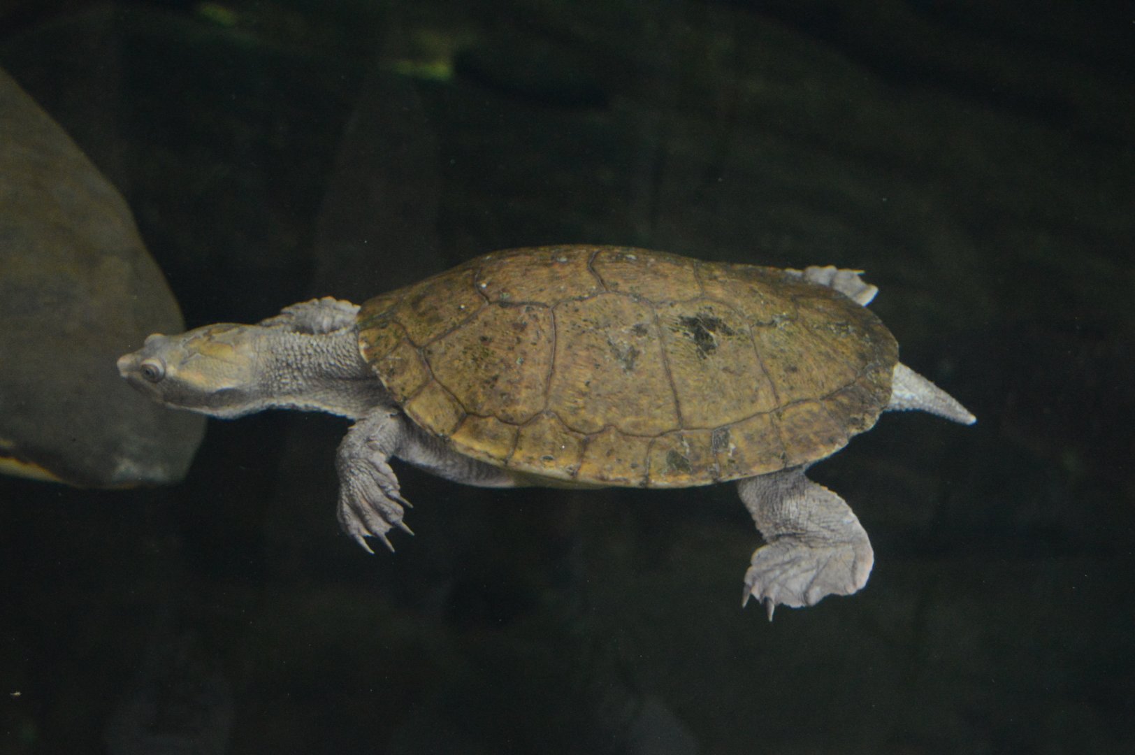 Australia: Wild Extremes - Victoria Short-necked Turtle (Emydura victoriae)