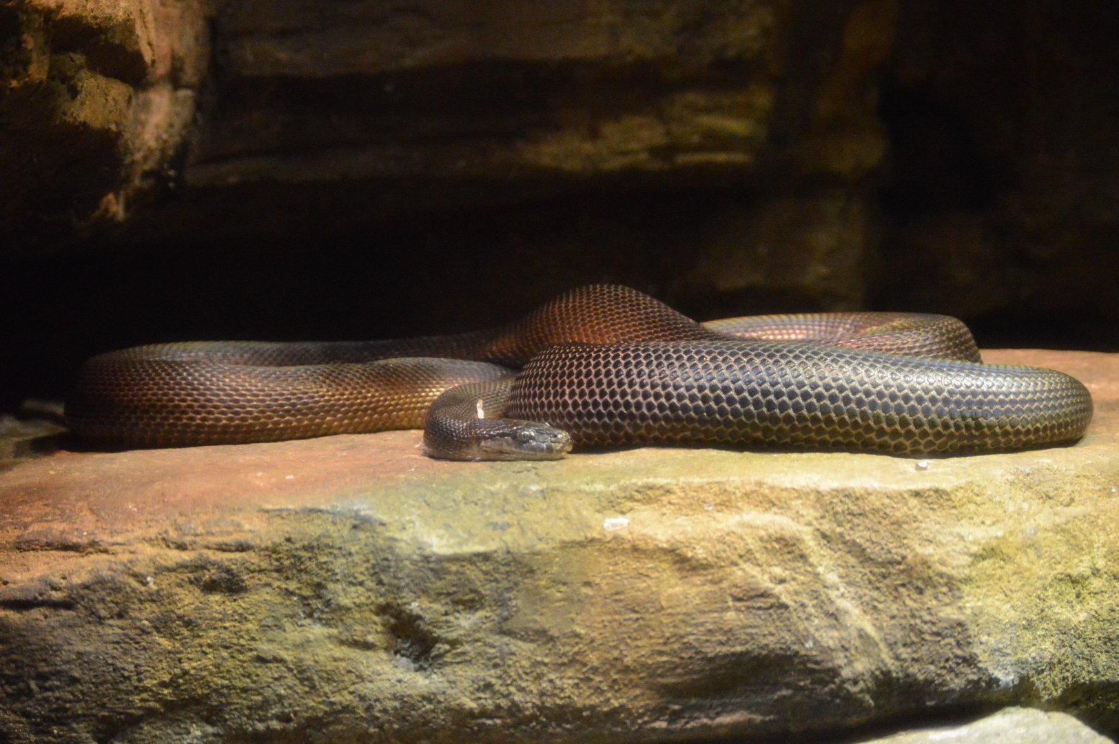 Australia: Wild Extremes - Water Python (Liasis fuscus)