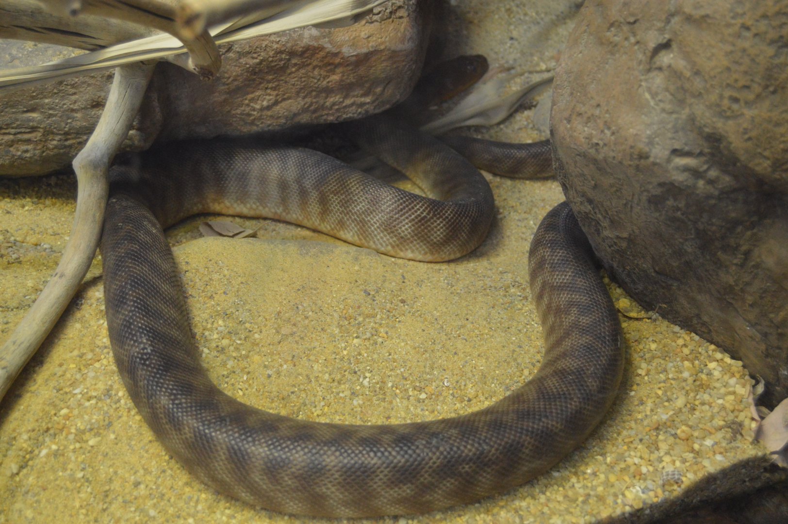 Australia: Wild Extremes - Woma Python (Aspidites ramsayi)