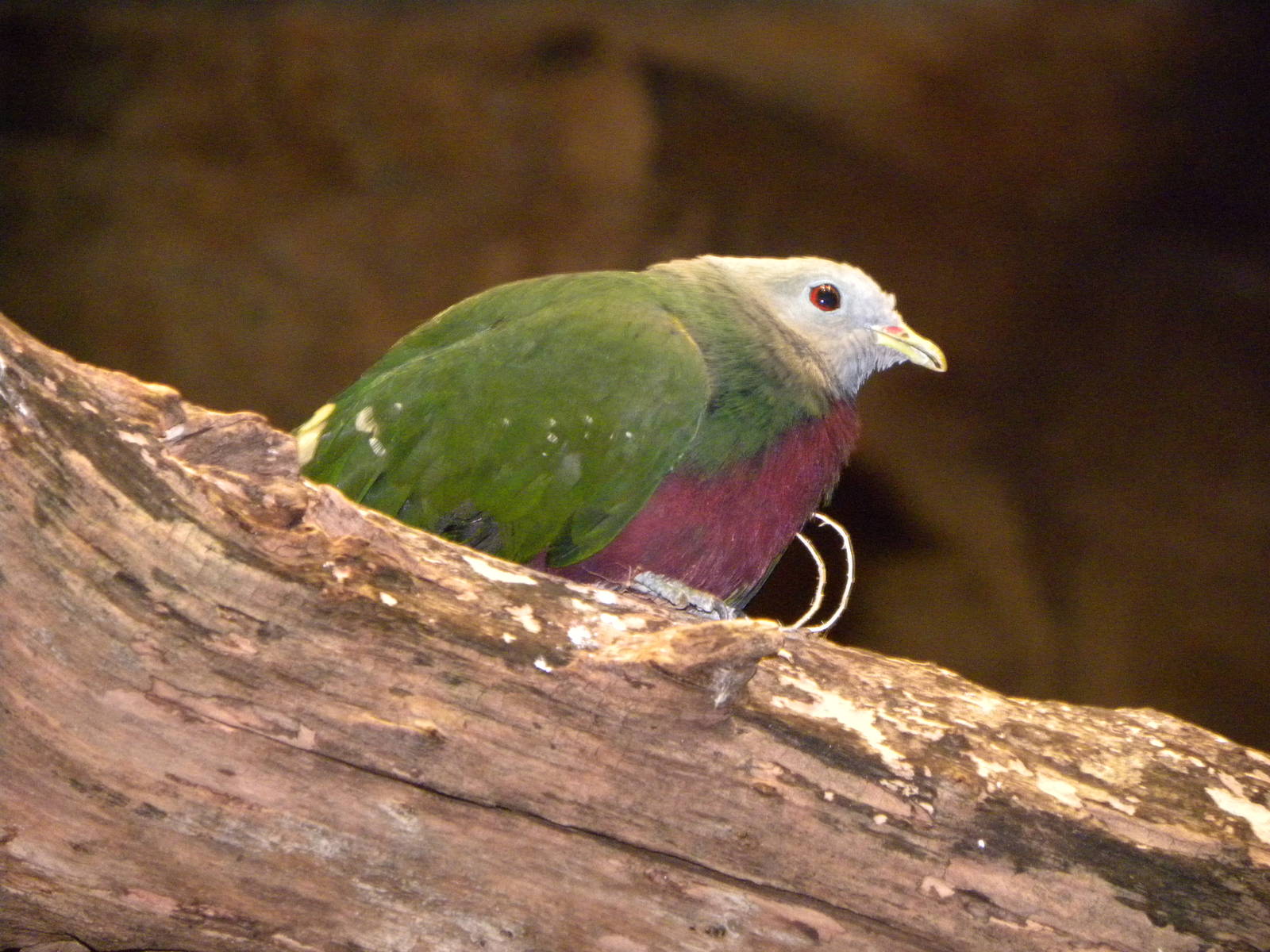 Australia: Wild Extremes