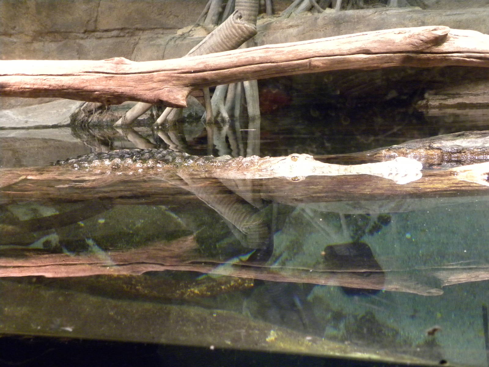 Australia: Wild Extremes