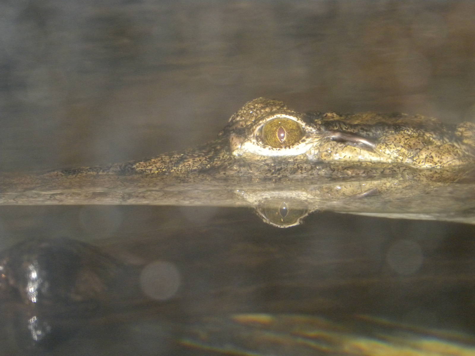Australia: Wild Extremes