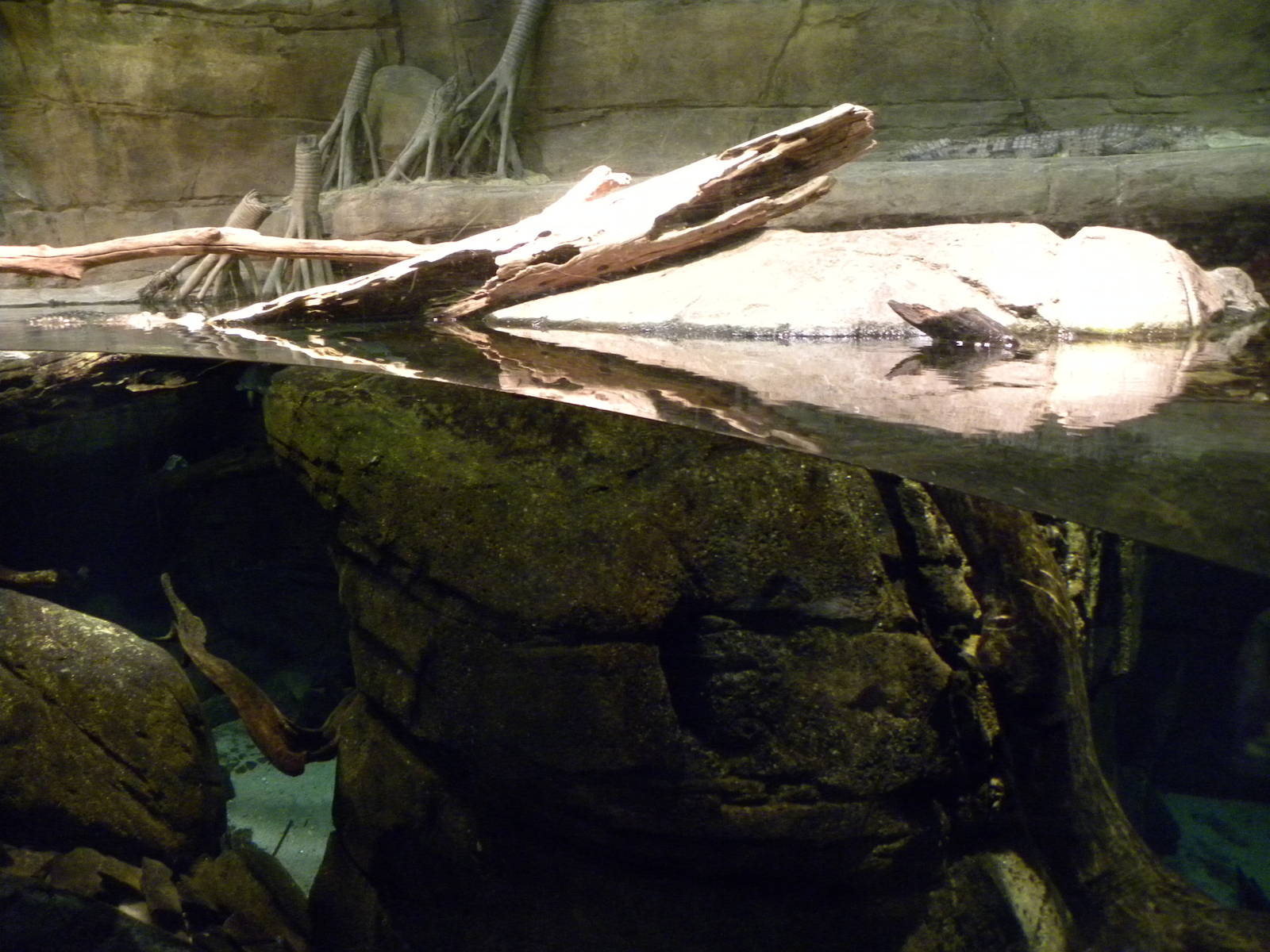 Australia: Wild Extremes