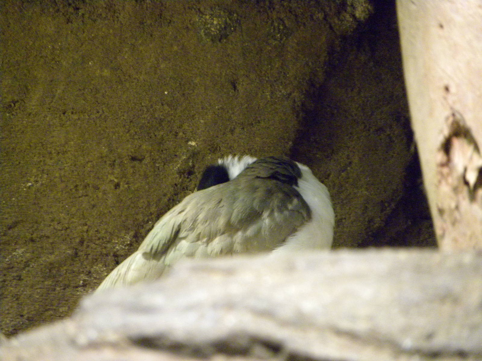 Australia: Wild Extremes