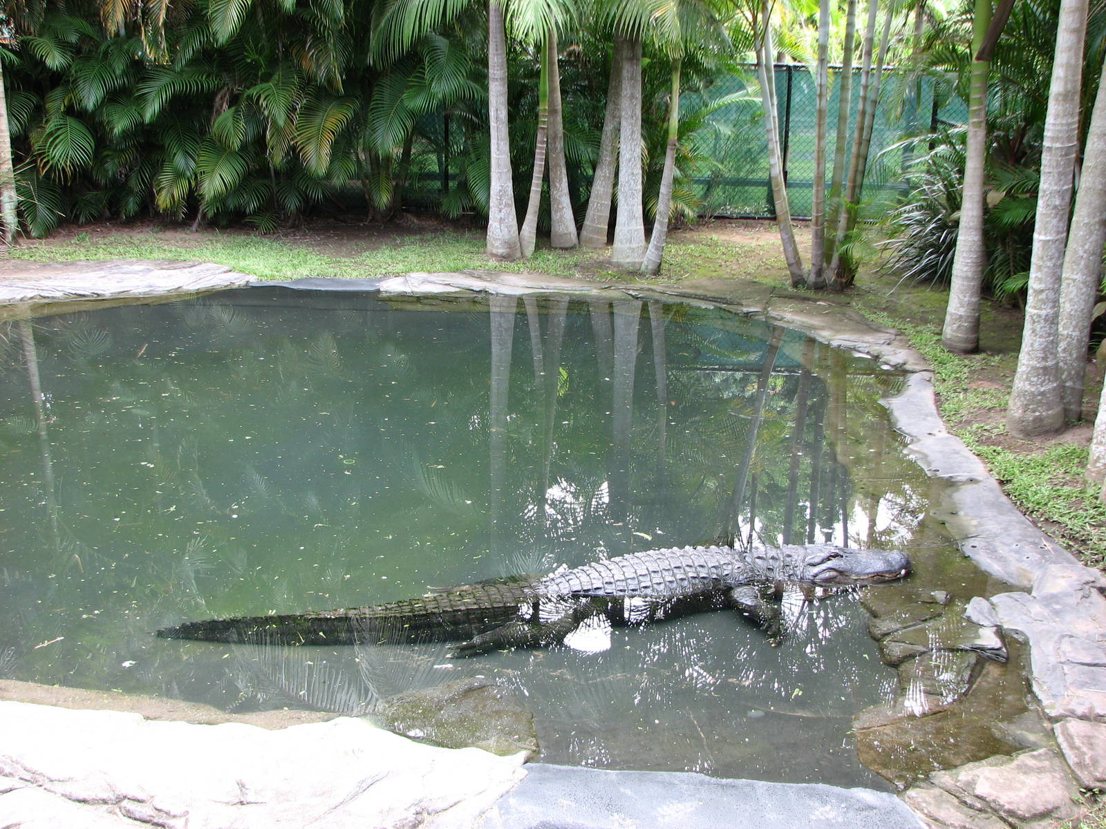 Australia Zoo 2007 - American Alligator