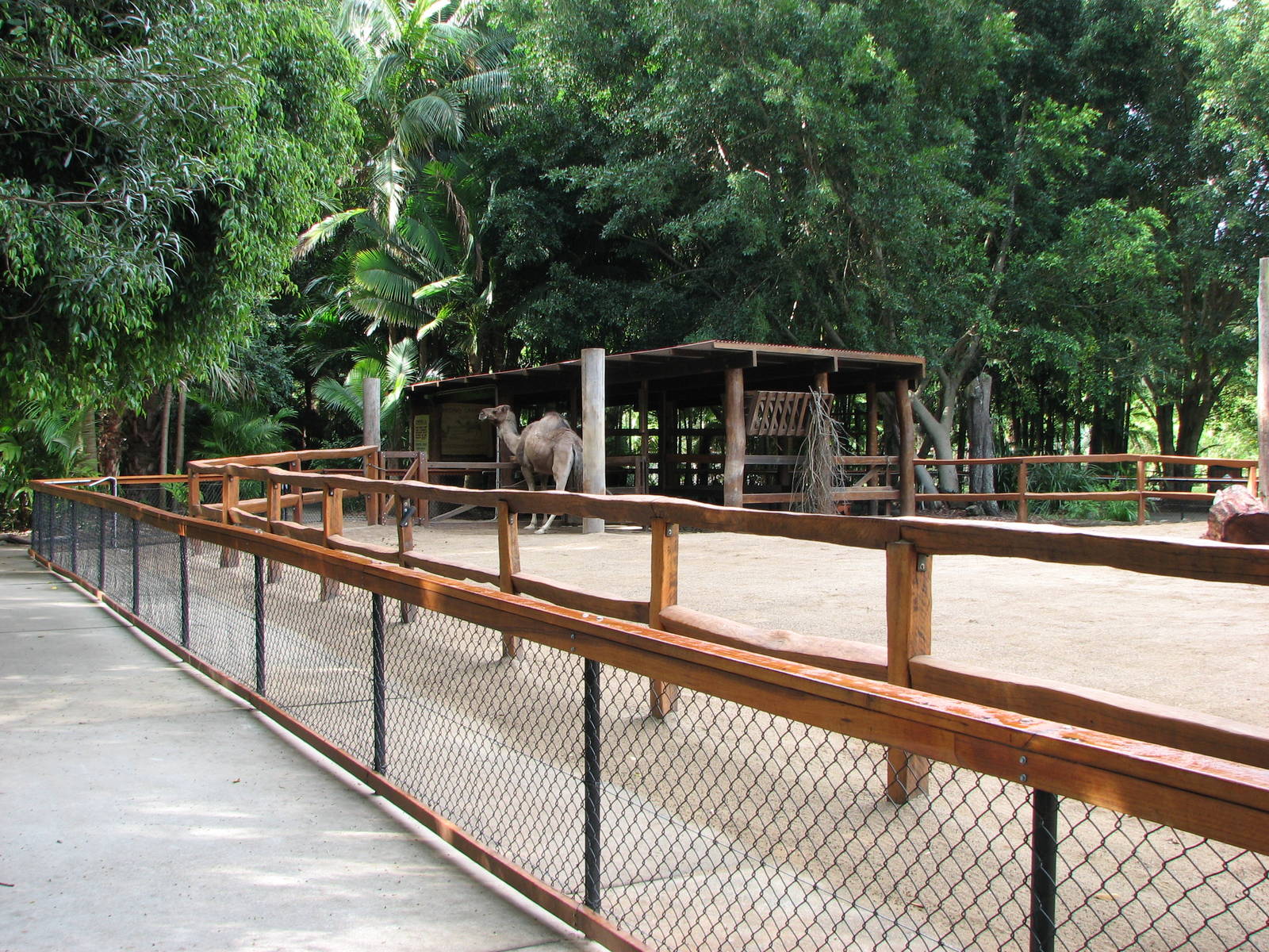 Australia Zoo 2007 - Arabian Camel enclosure