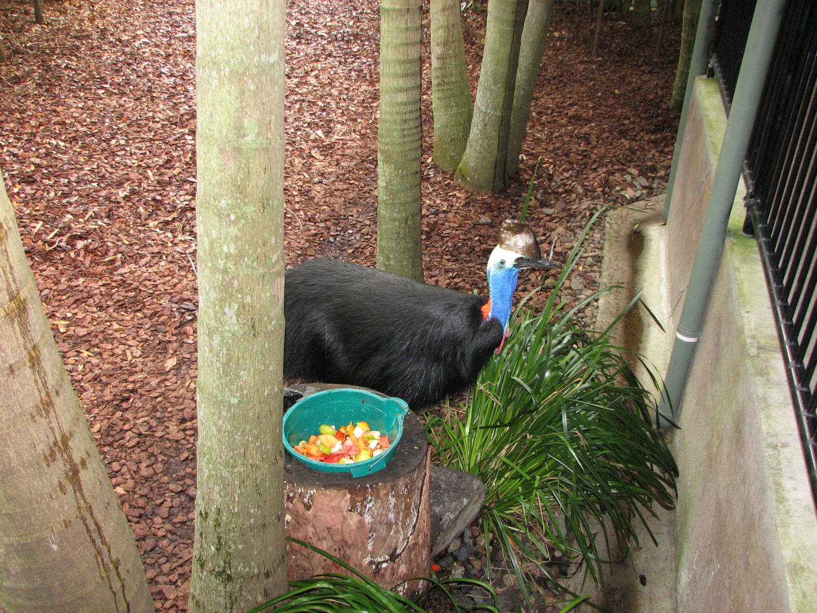 Australia Zoo 2007 - Cassowary