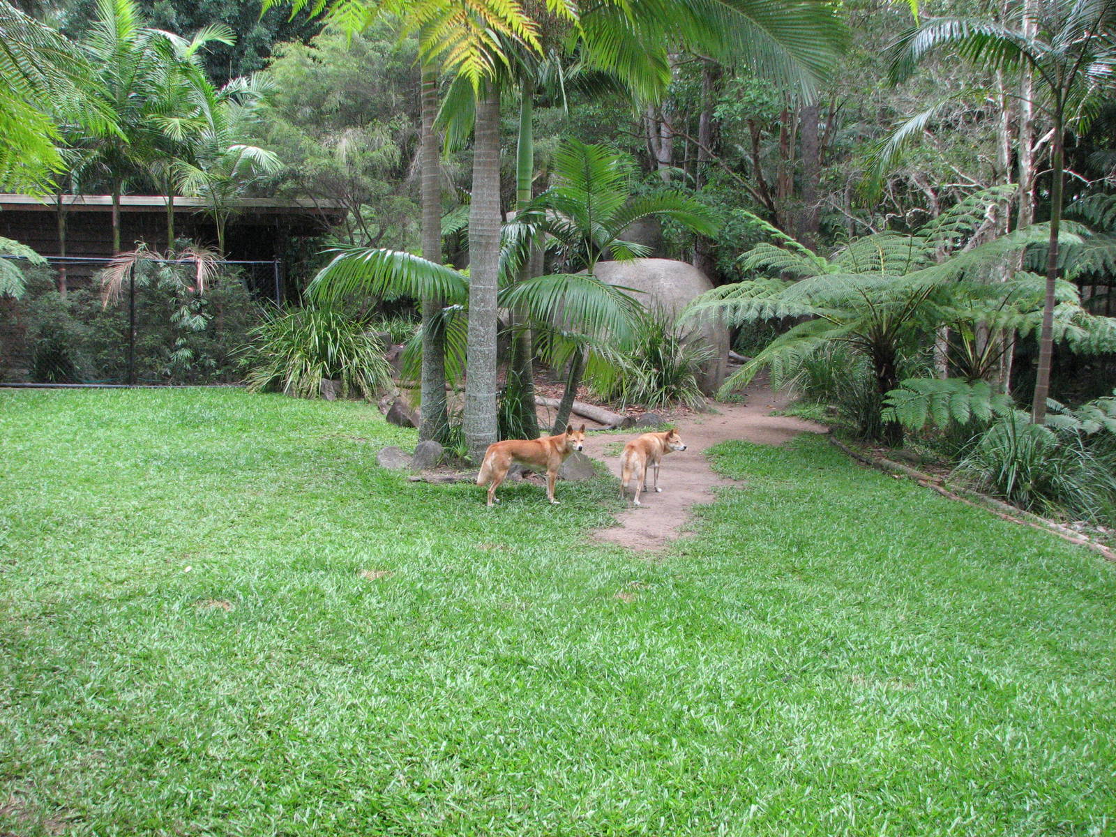Australia Zoo 2007 - Dingo exhibit