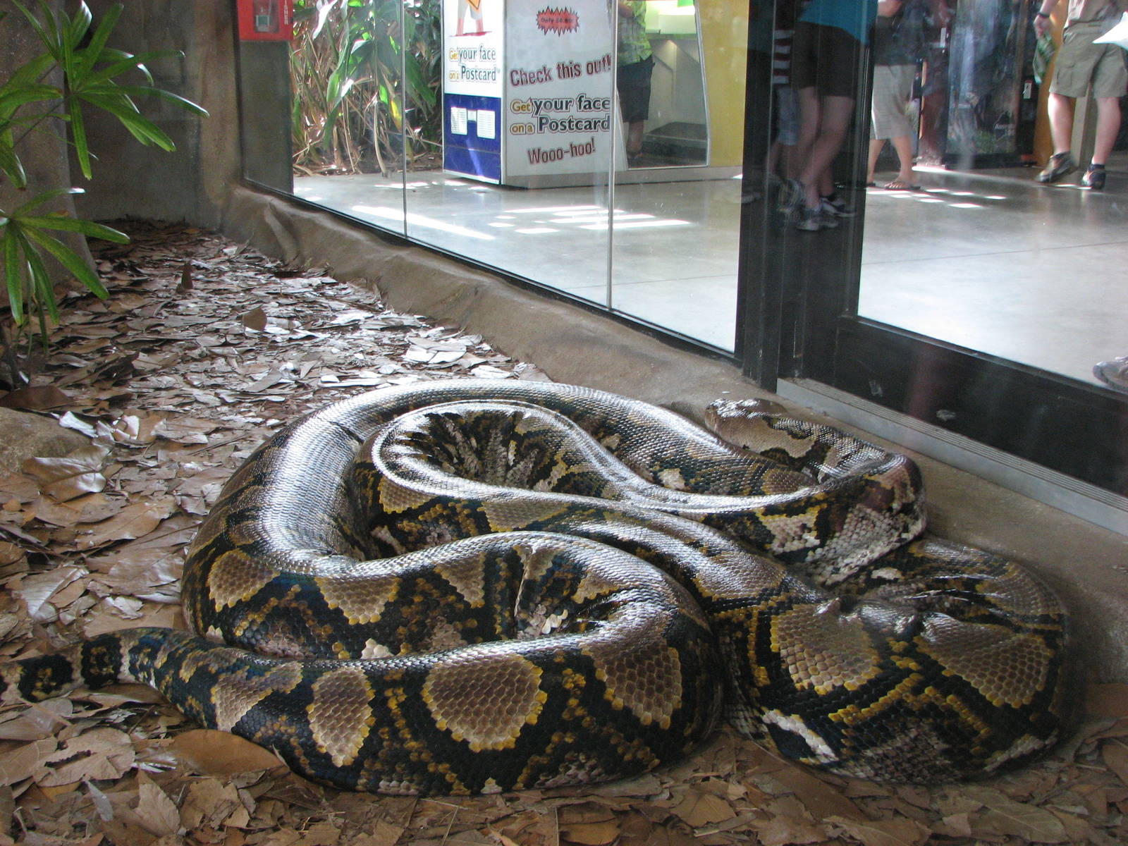 Australia Zoo 2007 - Huge Reticulated Python