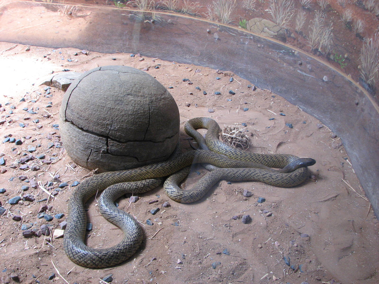 Australia Zoo 2007 - Inland Taipan?