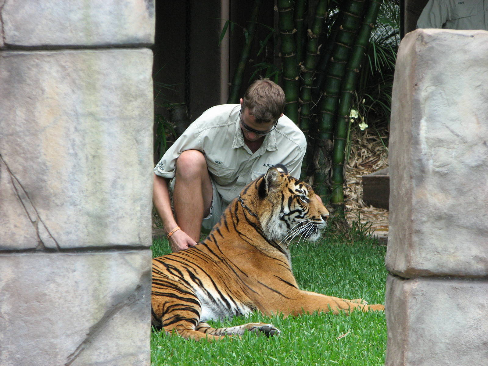 Australia Zoo 2007 - Keeper with a tiger