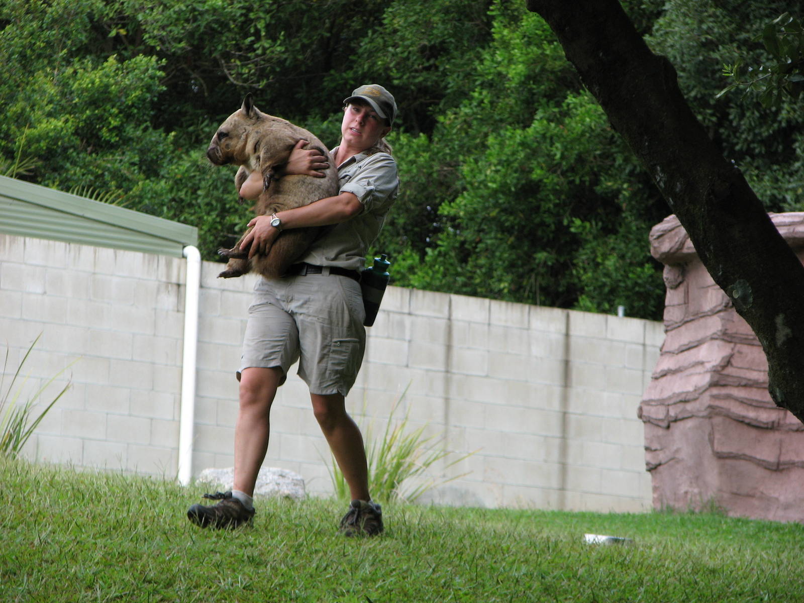 Australia Zoo 2007 - Keeper with a Wombat