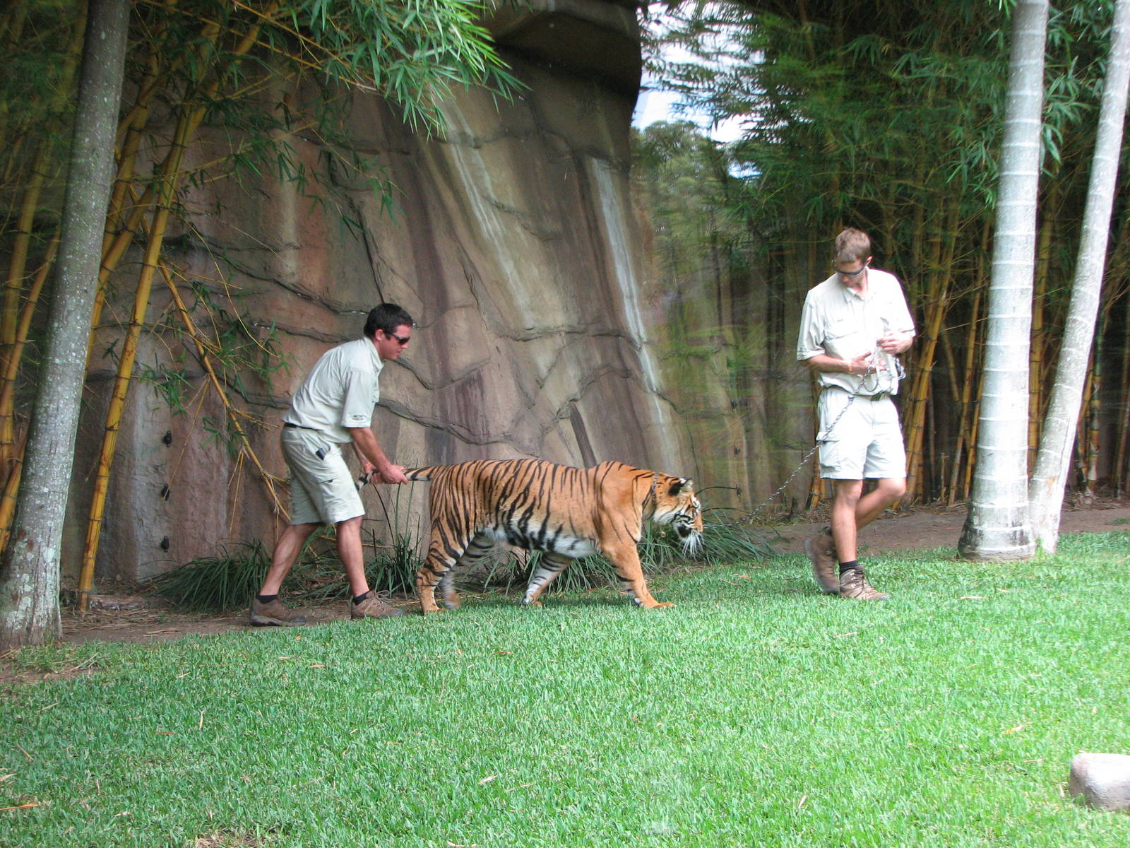 Australia Zoo 2007 - Keepers with a tiger