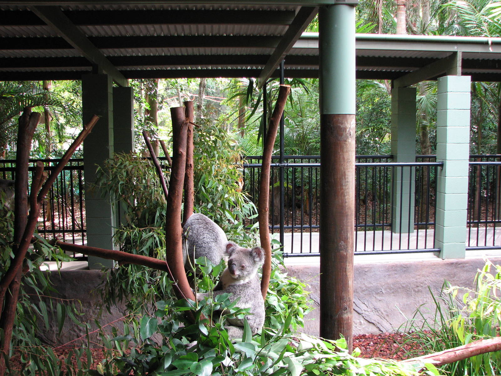 Australia Zoo 2007 - Koala exhibit
