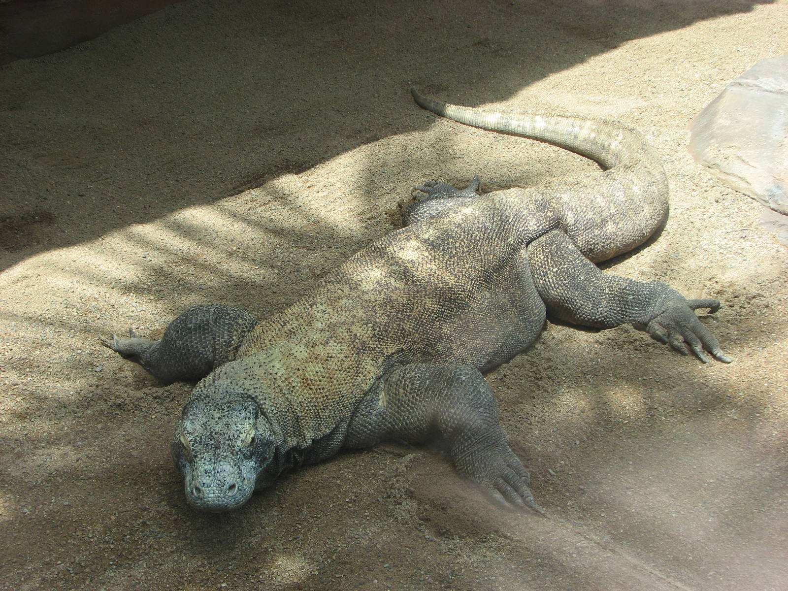 Australia Zoo 2007 - Komodo Dragon