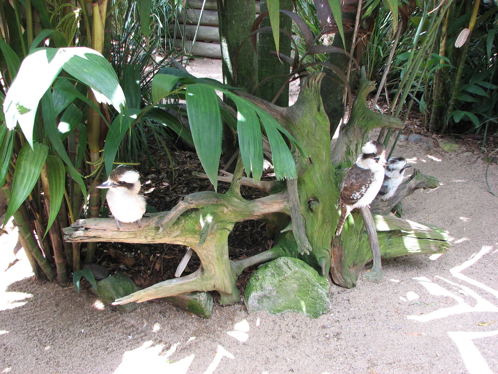 Australia Zoo 2007 - Kookaburra exhibit