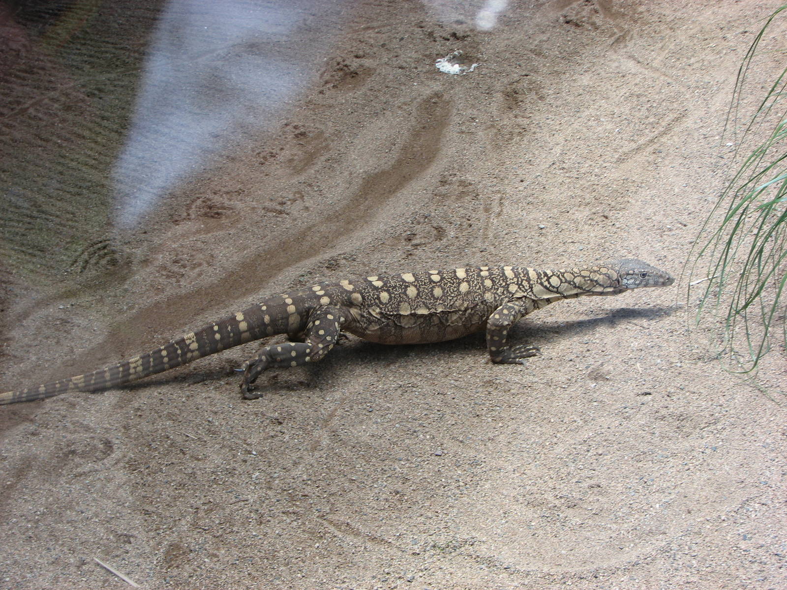 Australia Zoo 2007 - Perentie