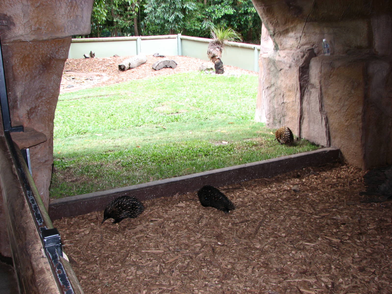 Australia Zoo 2007 - Short-becked Echinda exhibit