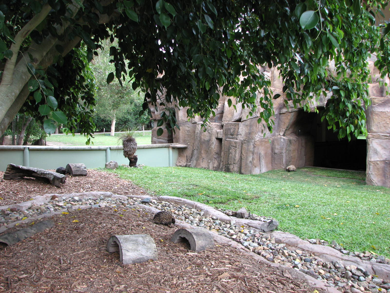 Australia Zoo 2007 - Short-becked Echinda exhibit