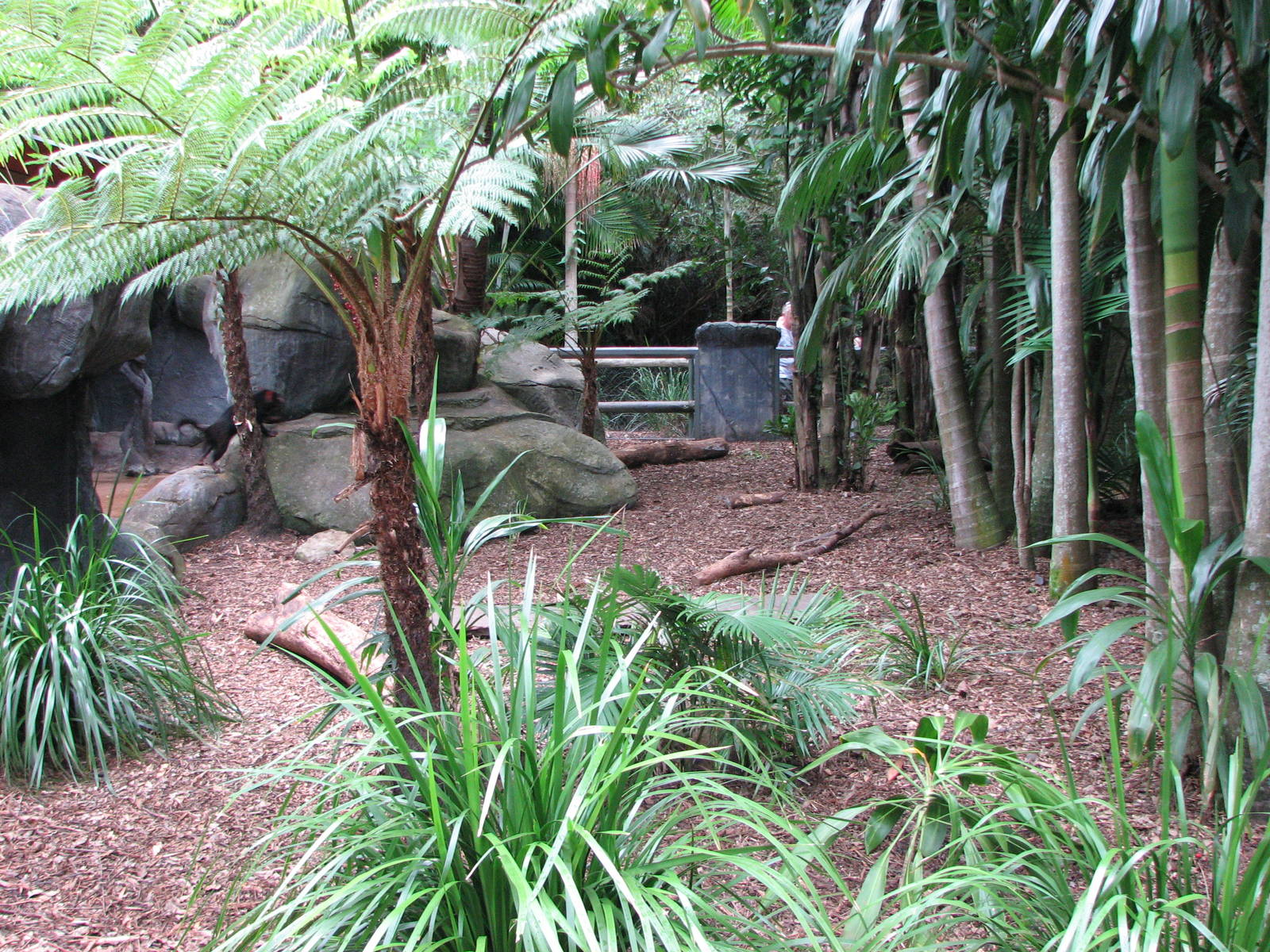 Australia Zoo 2007 - Tasmanian Devil exhibit