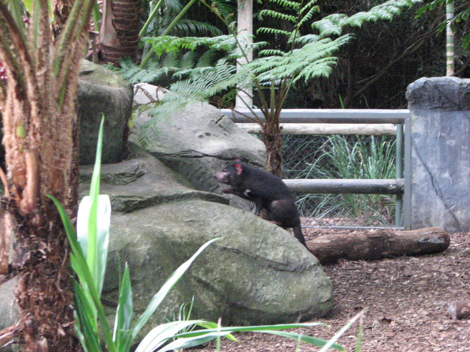 Australia Zoo 2007 - Tasmanian Devil