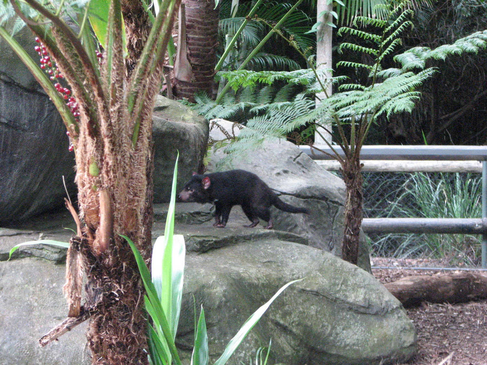 Australia Zoo 2007 - Tasmanian Devil
