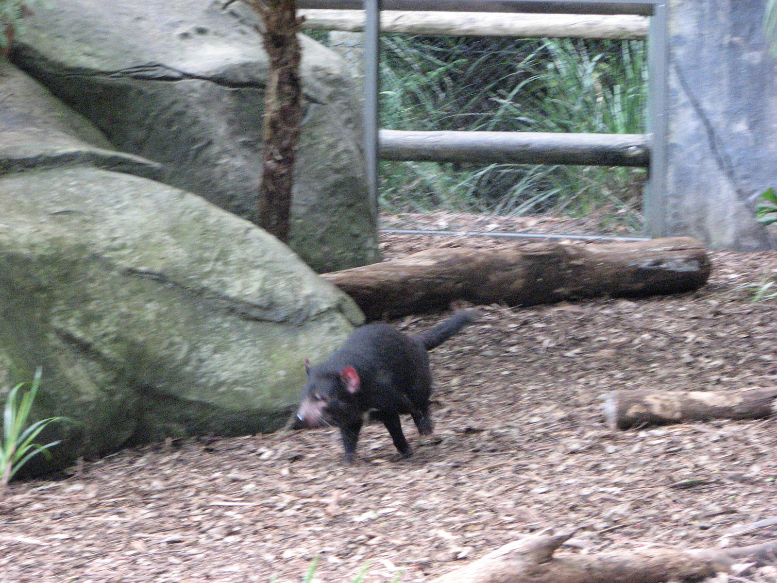 Australia Zoo 2007 - Tasmanian Devil