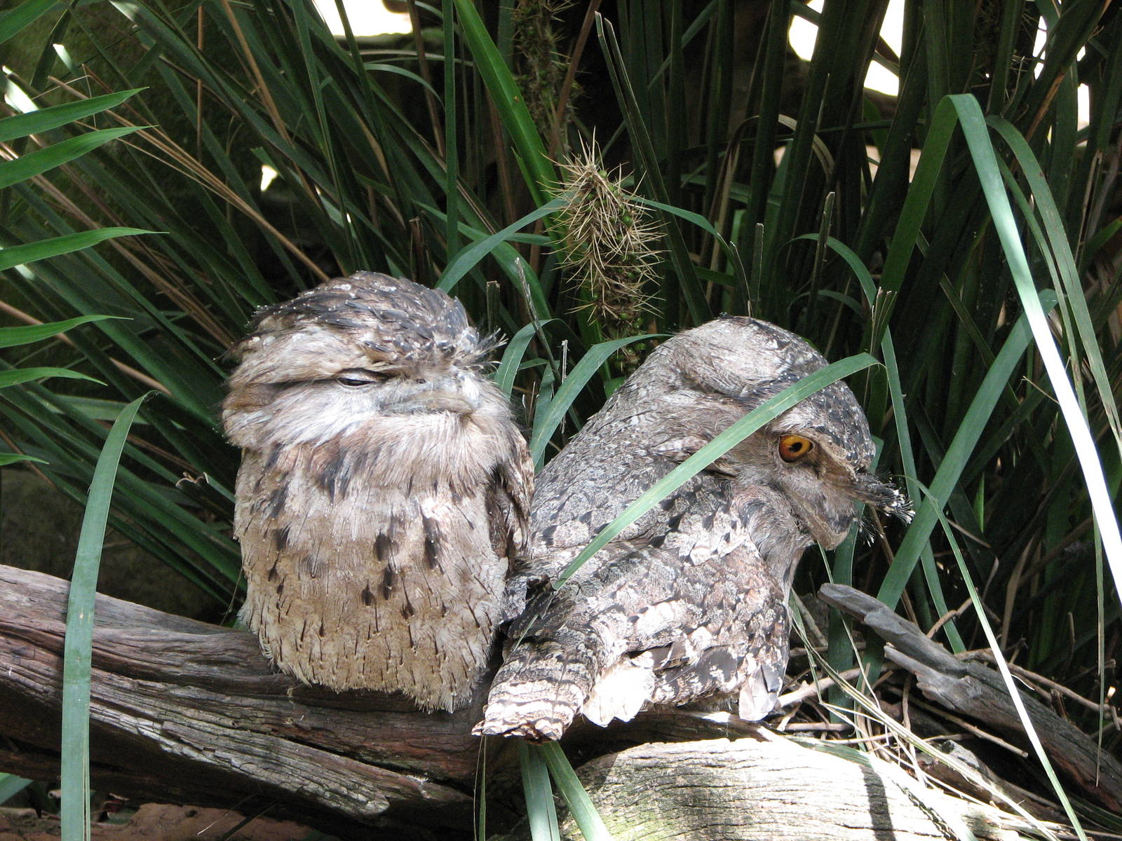 Australia Zoo 2007 - Tawny Frogmouth