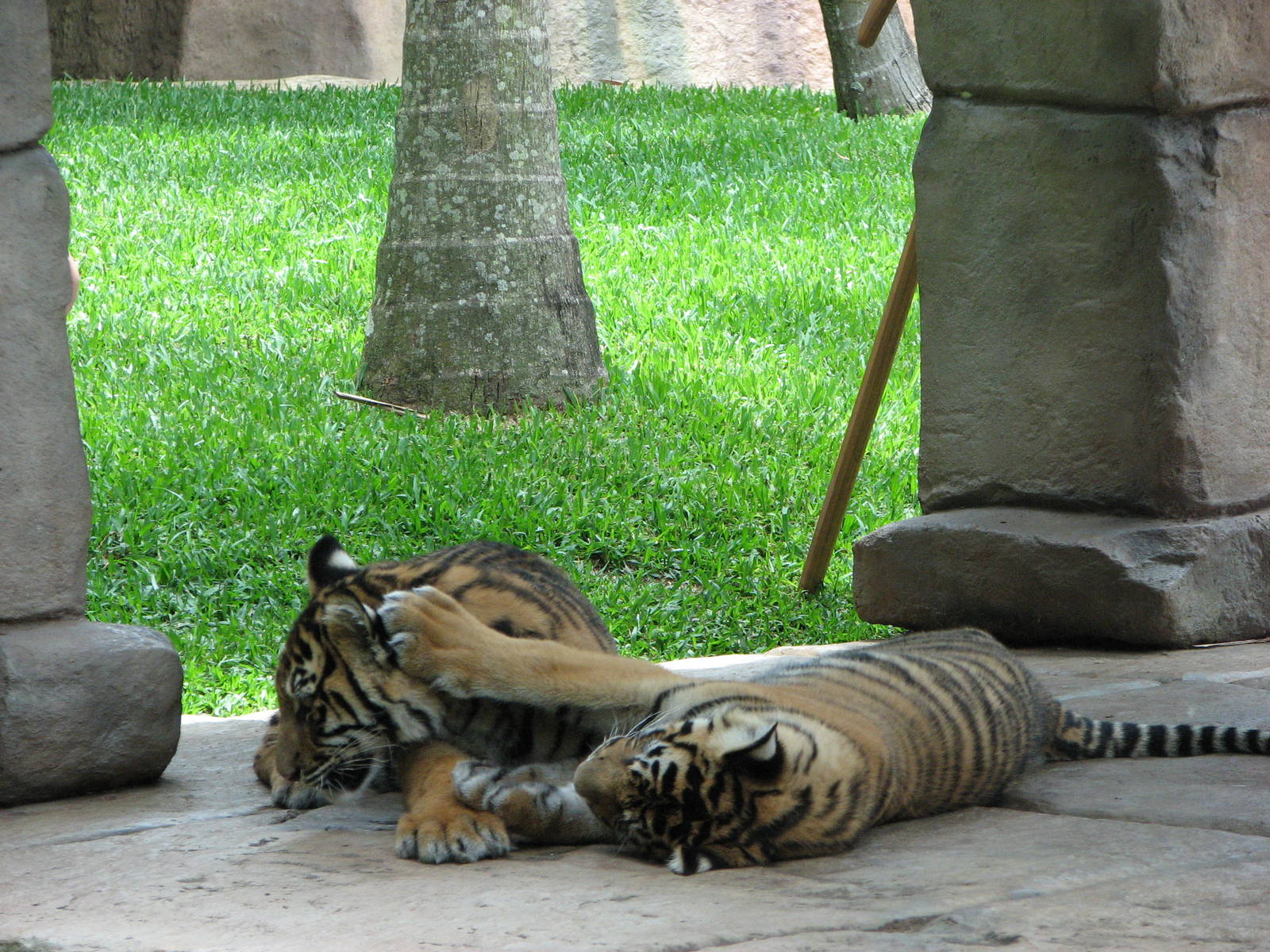 Australia Zoo 2007 - Tiger cubs