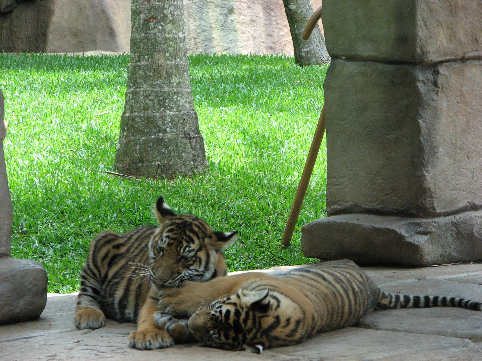 Australia Zoo 2007 - Tiger cubs